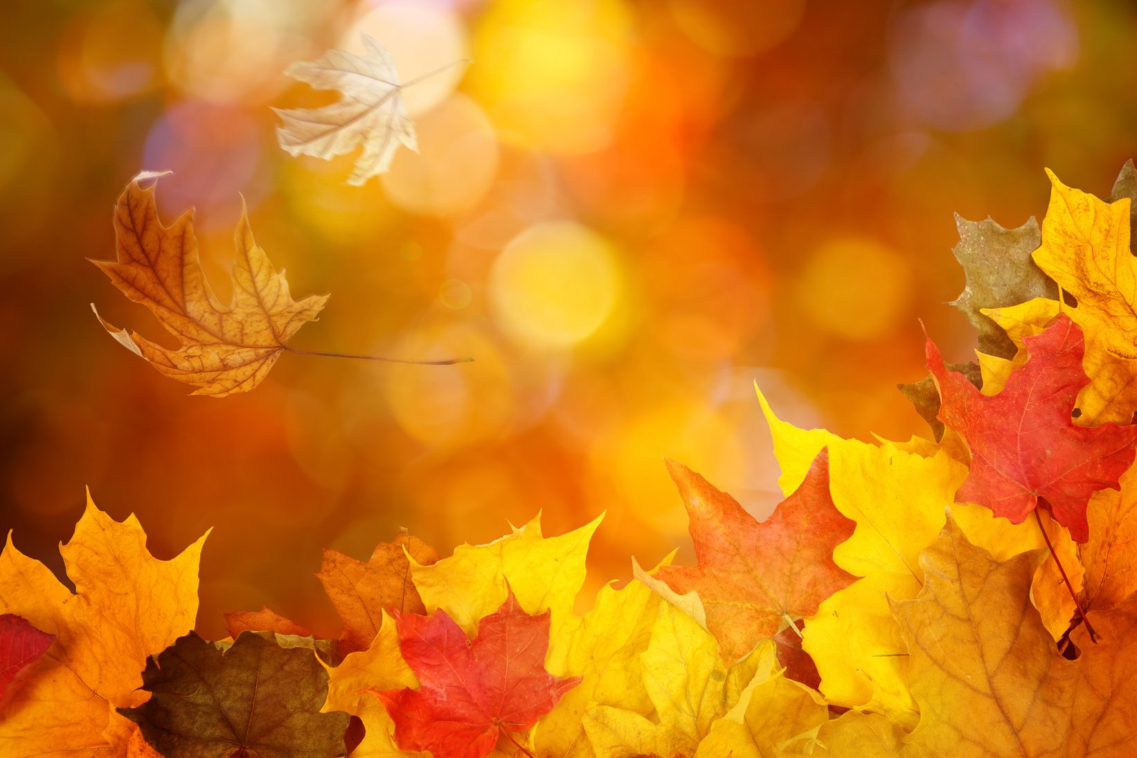 Autumn Leaf Background