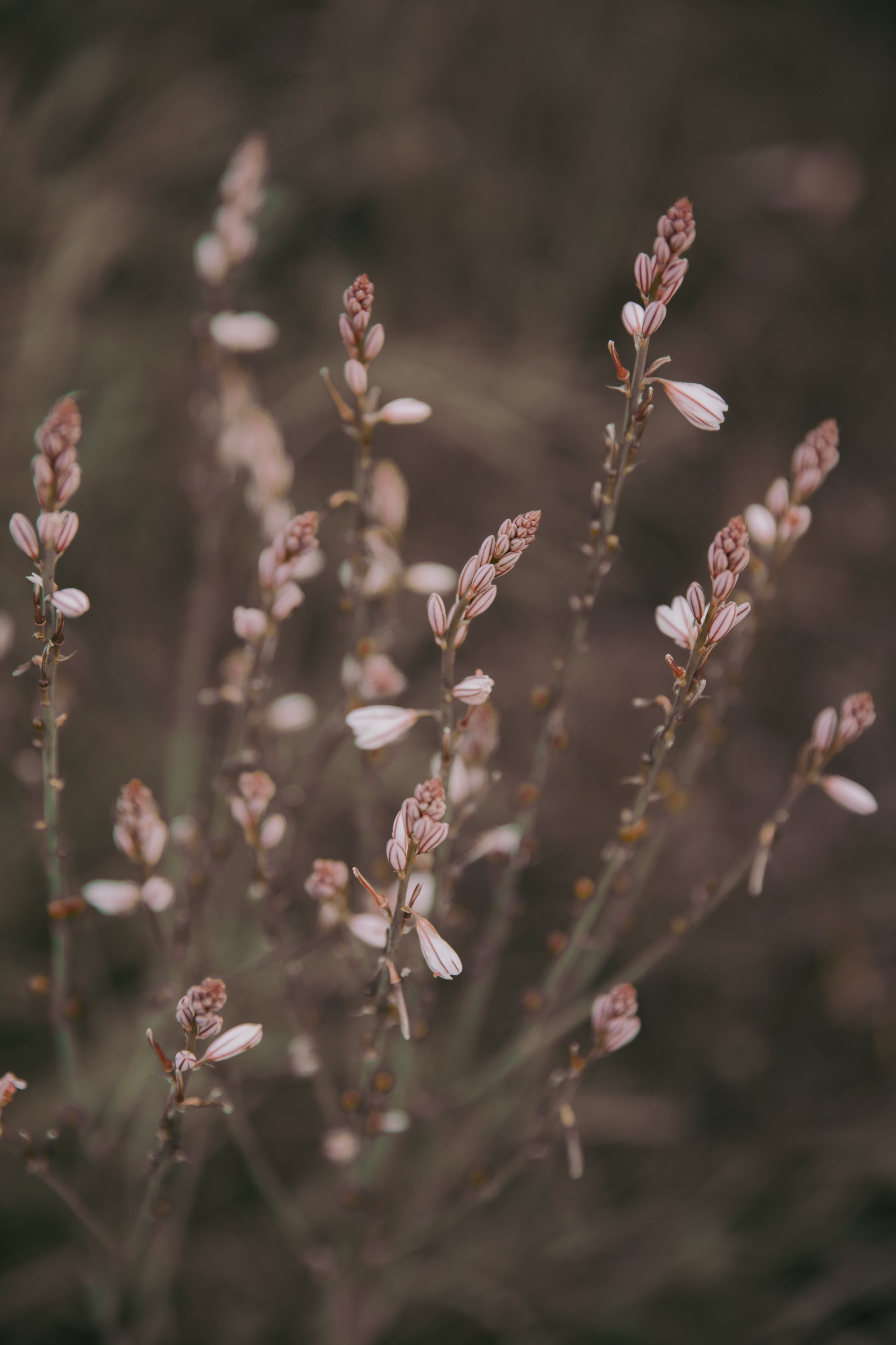 Blooming Flowers Closeup